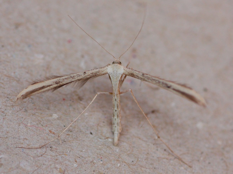 Pterophoridae: Emmelina monodactyla? S